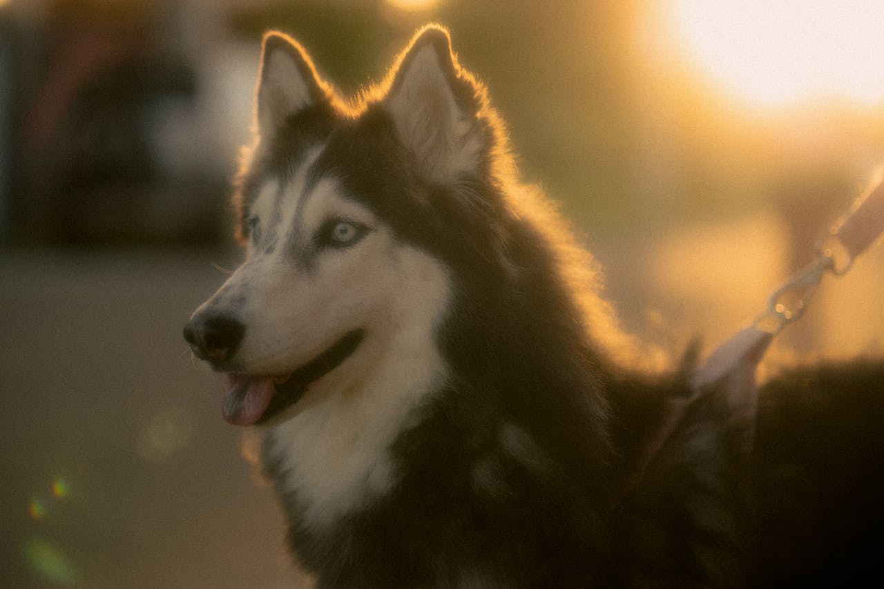 pet boarding services day dog care pet grooming overnight stay pet boarding services