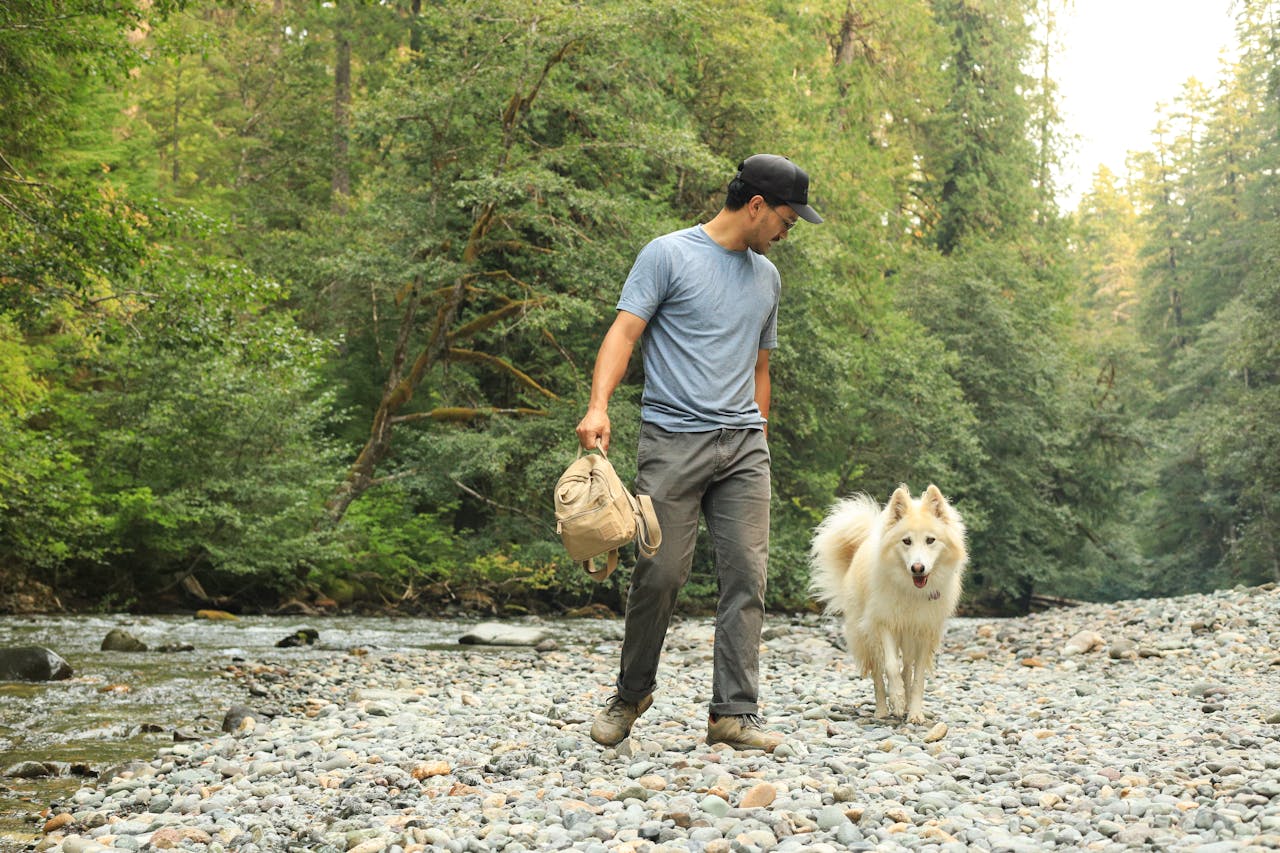 pet boarding services day dog care pet grooming overnight stay pet boarding services