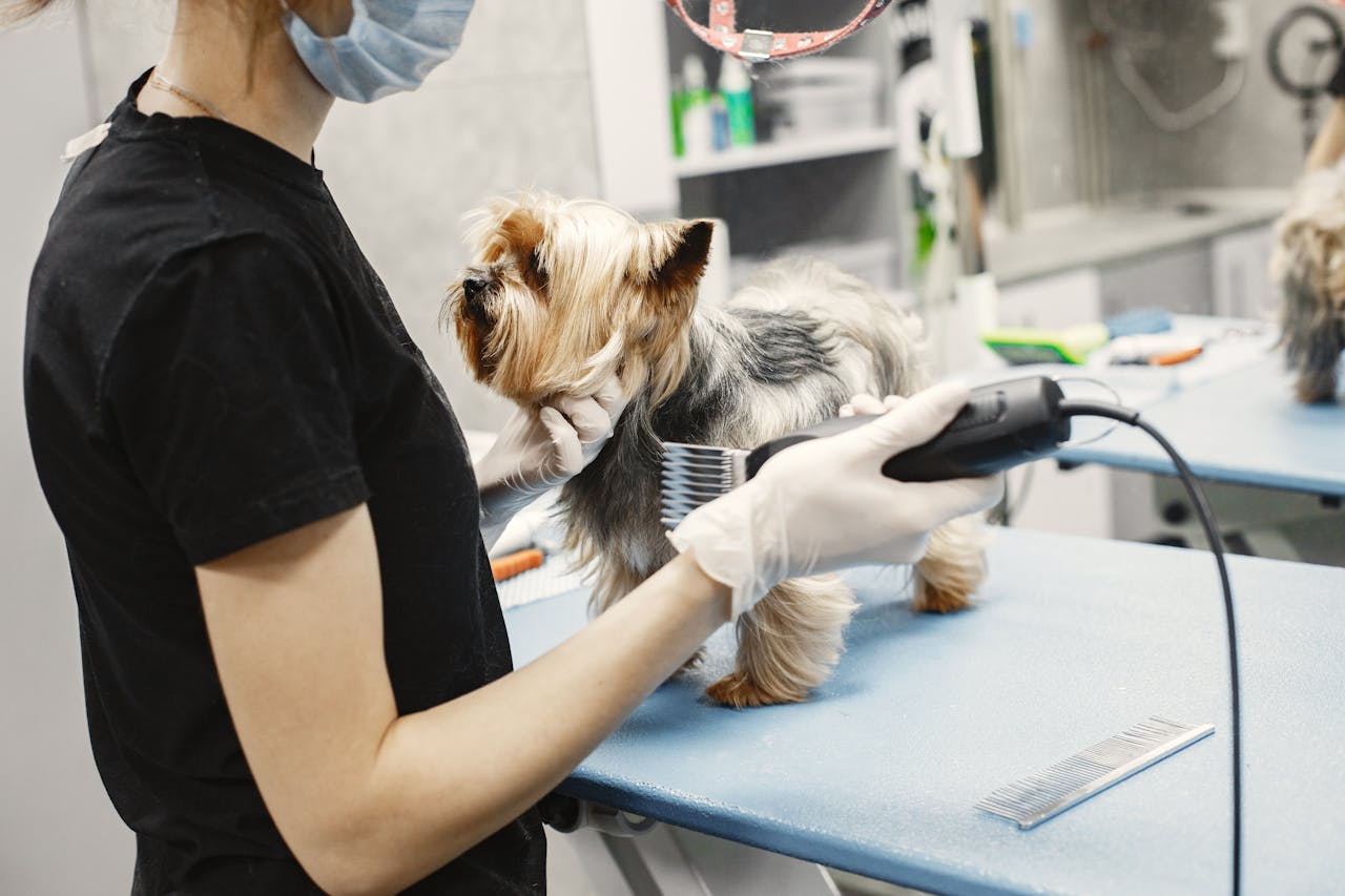 A Yorkshire Terrier getting groomed by a professional pet groomer in a modern salon setting.